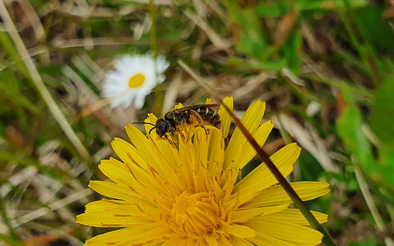 How climate change affects pollinators?