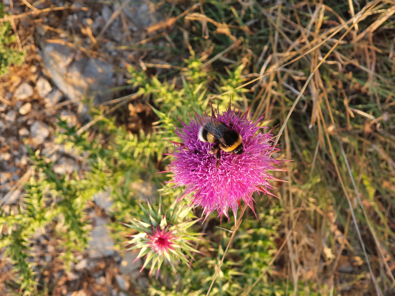 Buff-tailed bumblebee, Bombus terrestris
