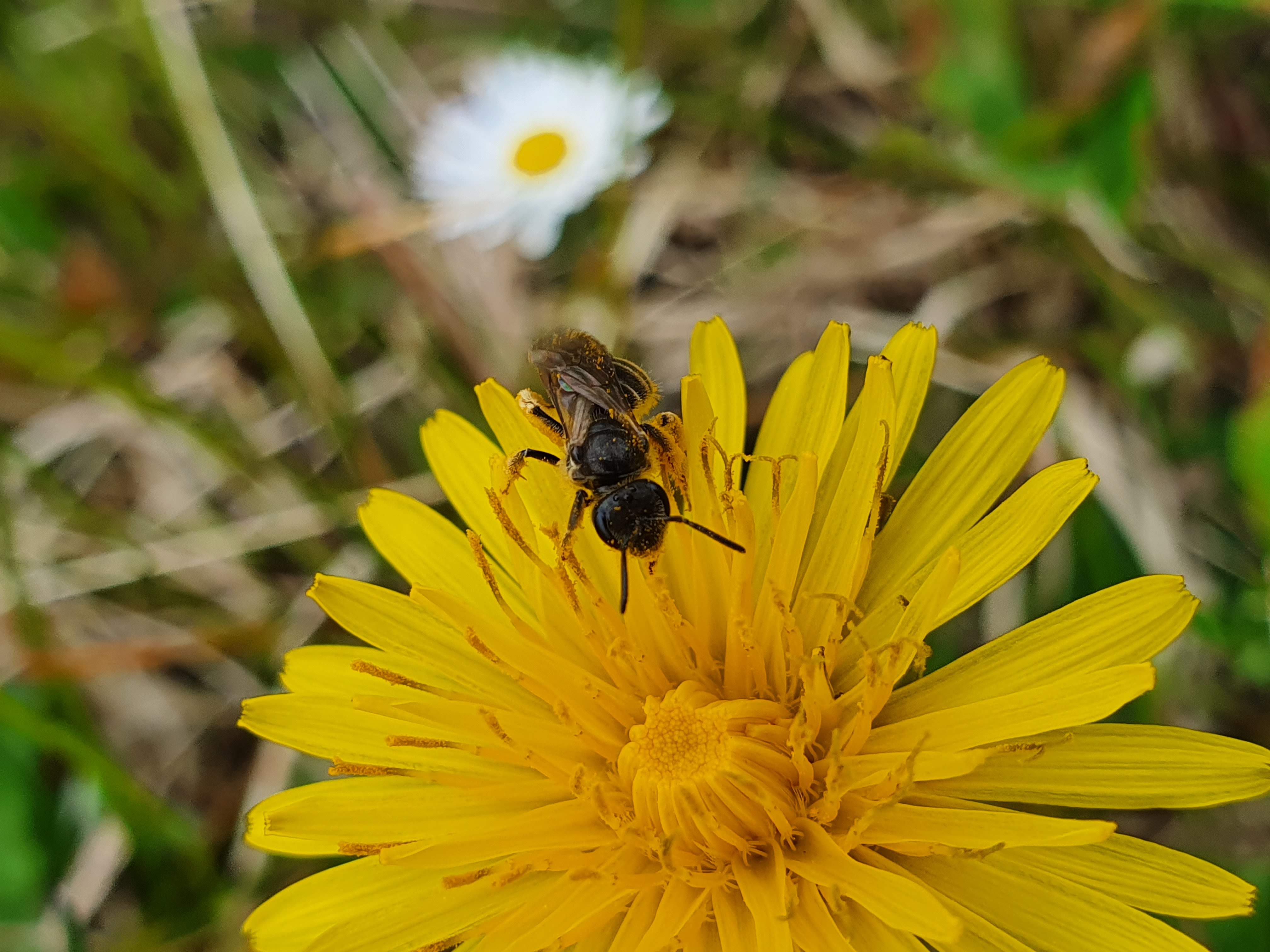 dandelions for pollinators