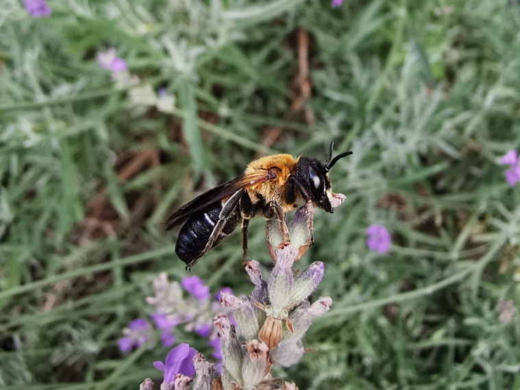 Megachile sculpturalis, photo J. Bila Dubaić