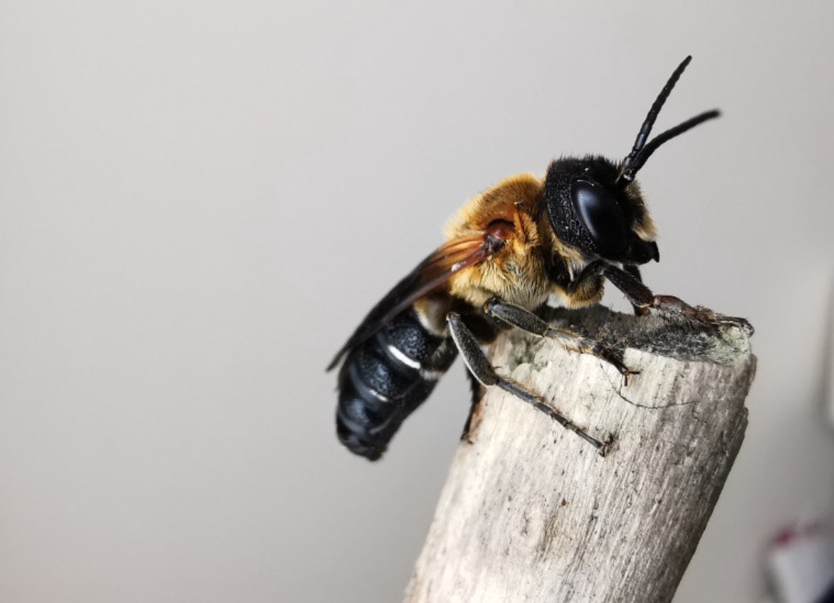 Azijska pčela smolarica