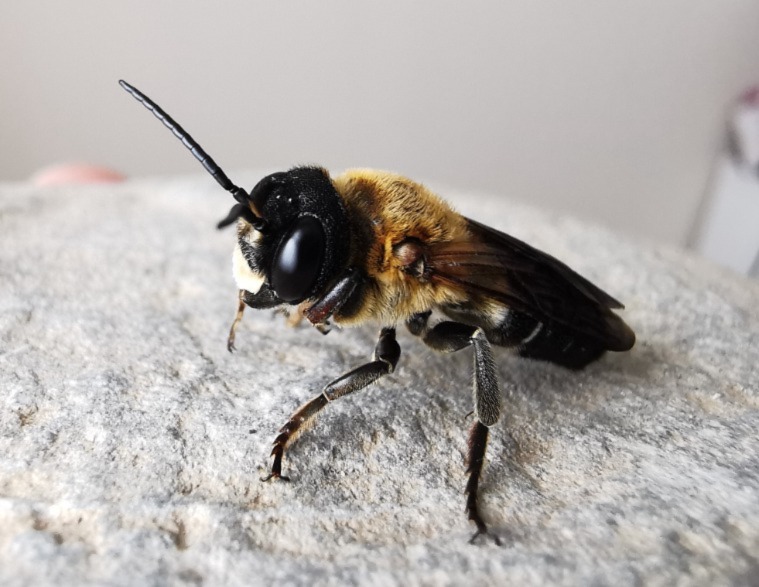 Megachile sculpturalis, foto J. Bila Dubaić