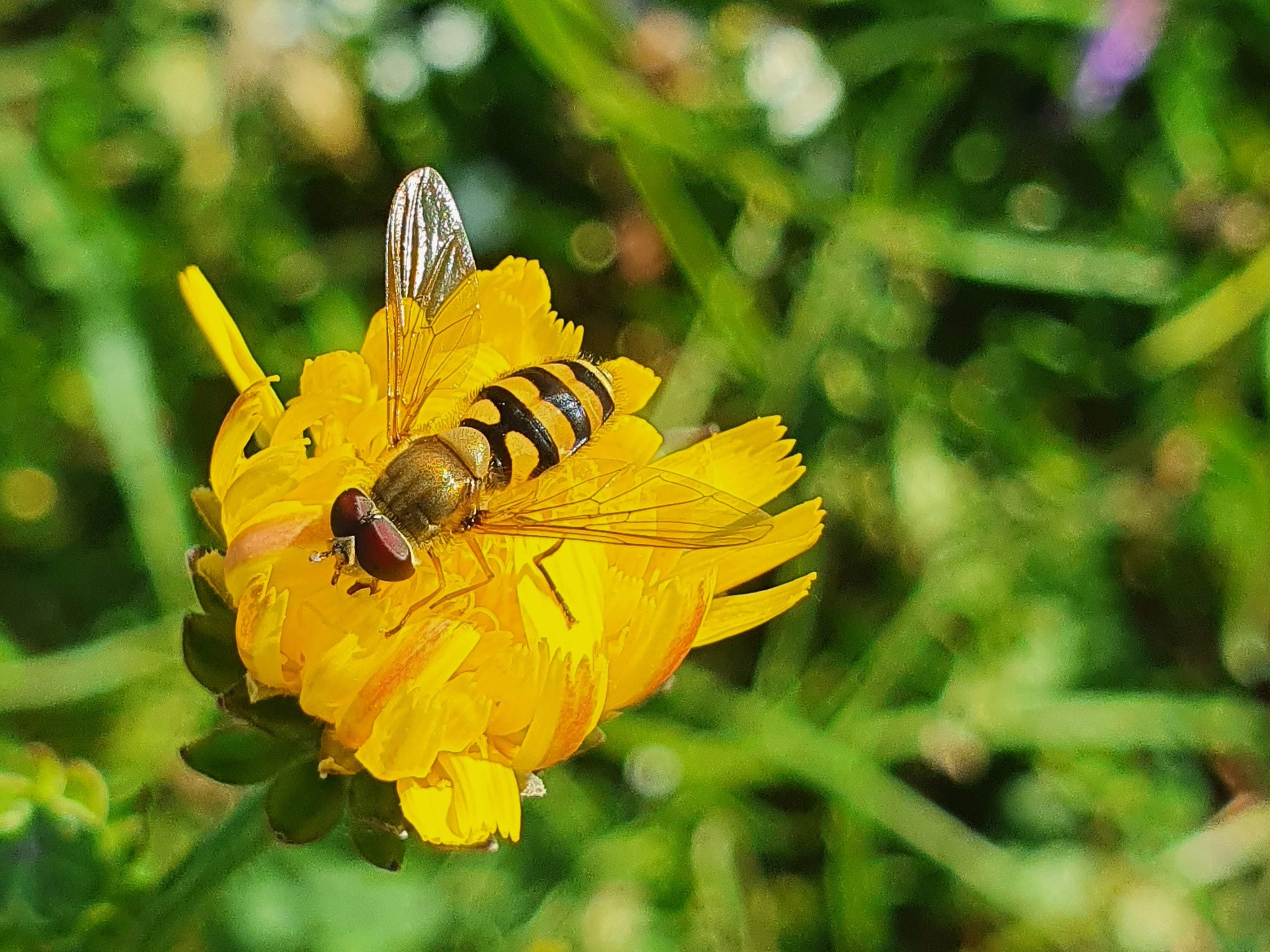 Pollinators on the edge: The European Red List of Hoverflies
